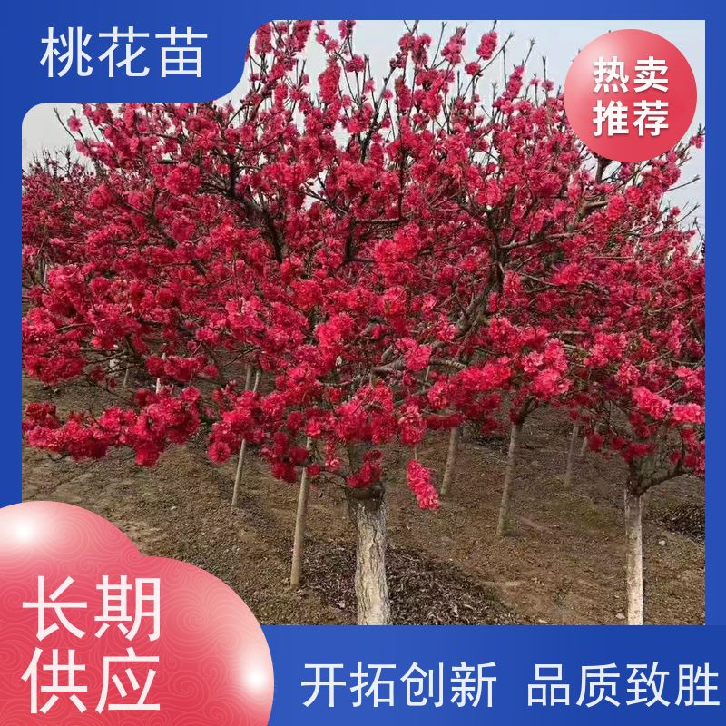 春丰苗木 观赏桃花苗 树形优美 成活率高 品种多样 7公分