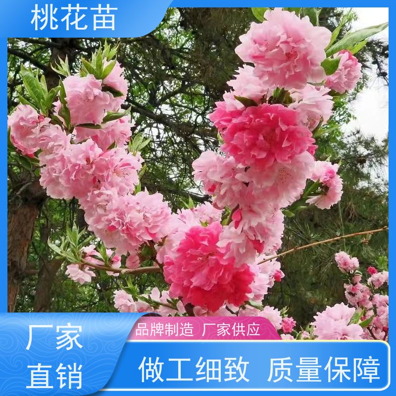 春丰苗木 5公分 景观桃花树苗 根系发达 适应能力强