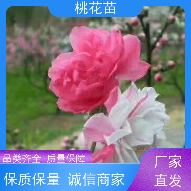 春丰苗木 花桃树 现挖现发 桃花苗苗圃基地 2公分