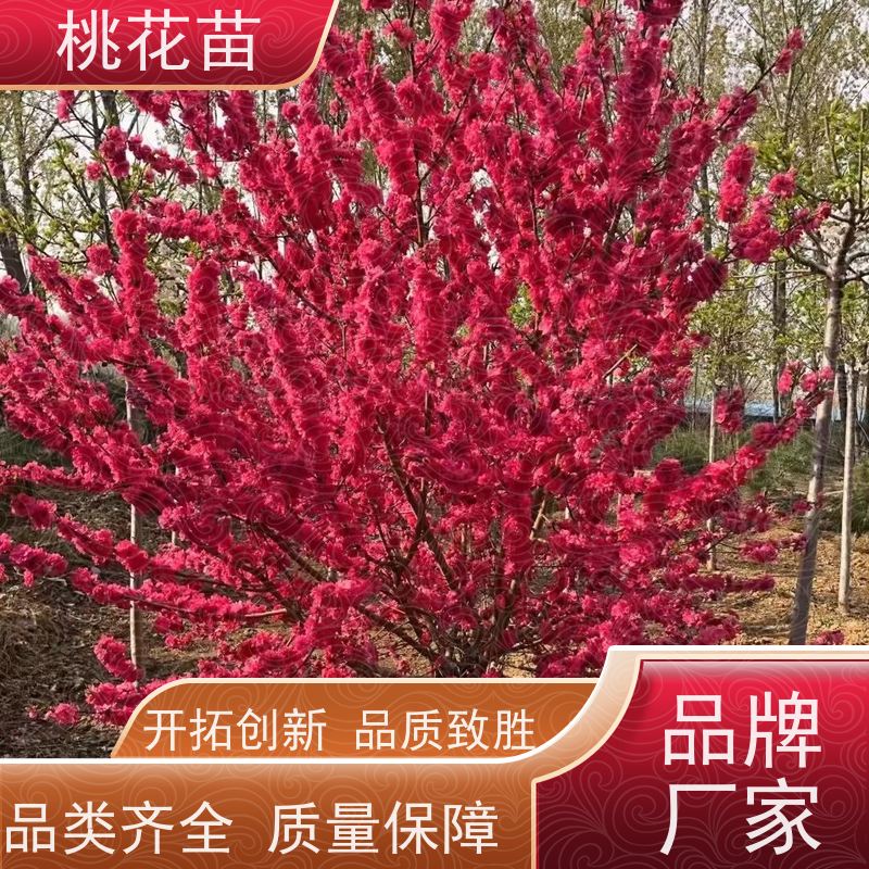 春丰苗木 根系发达 寿星桃苗 全国发货 观赏桃花树苗批发价格