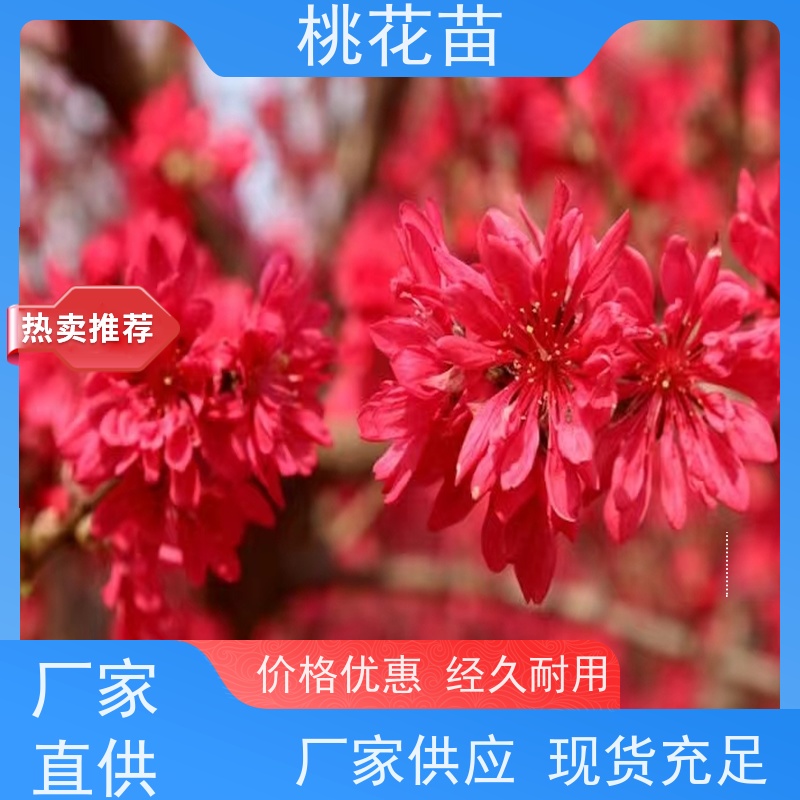 春丰苗木 观赏桃树苗批发价格 现挖现发 全国发货