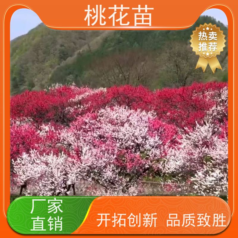 春丰苗木 盆栽地栽 品种多样 观赏桃花苗子 5公分