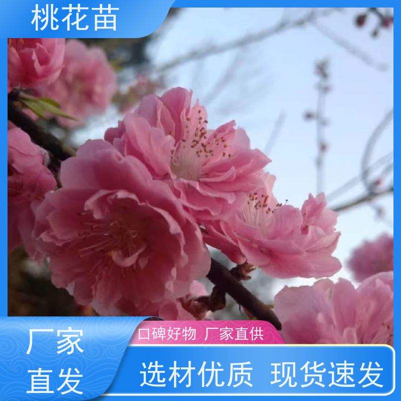 春丰苗木 根系发达 适应能力强 5公分 观赏桃花苗子