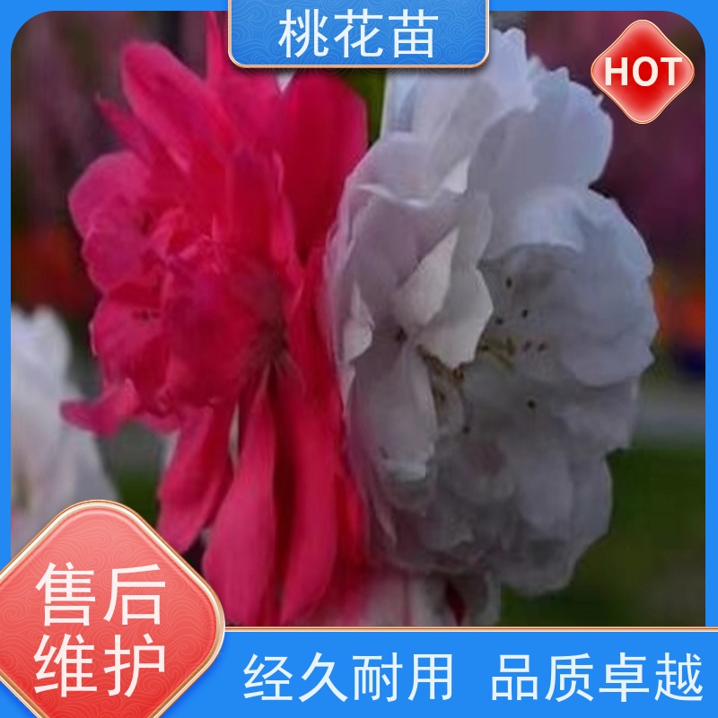 春丰苗木 8公分 观赏桃花 提供种植技术经验 品种优良
