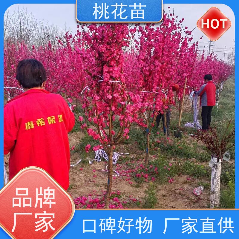 春丰苗木 现挖现发 7公分 寿星桃 树形优美 成活率高