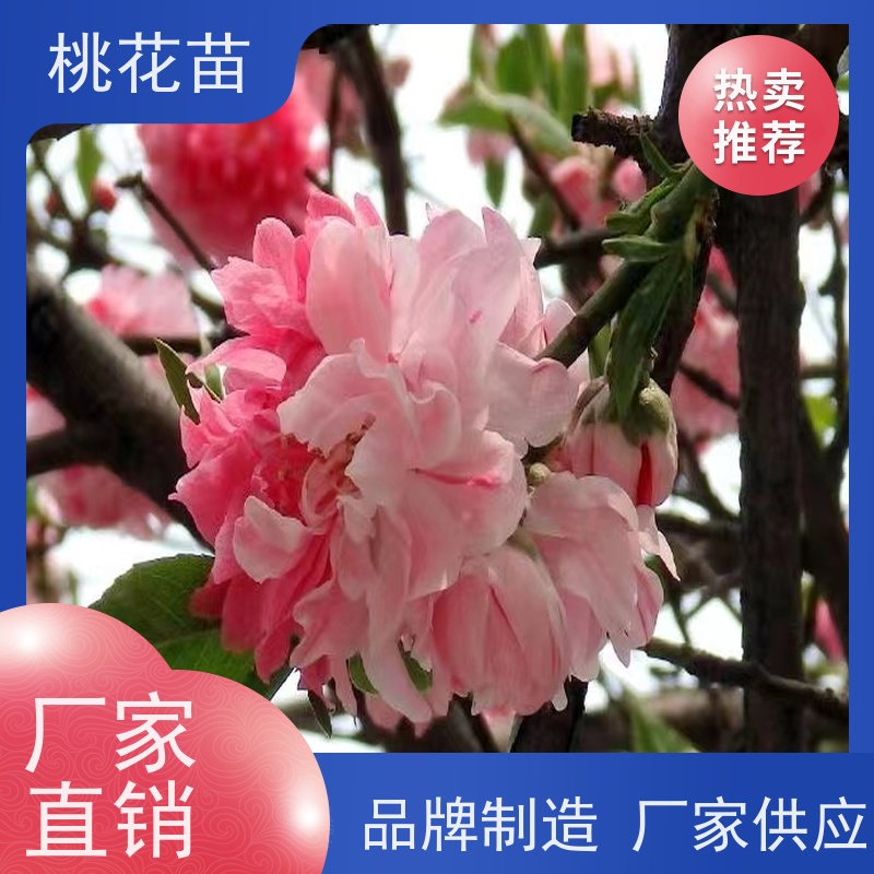春丰苗木 7公分 适应能力强 提供种植技术经验 桃花树苗