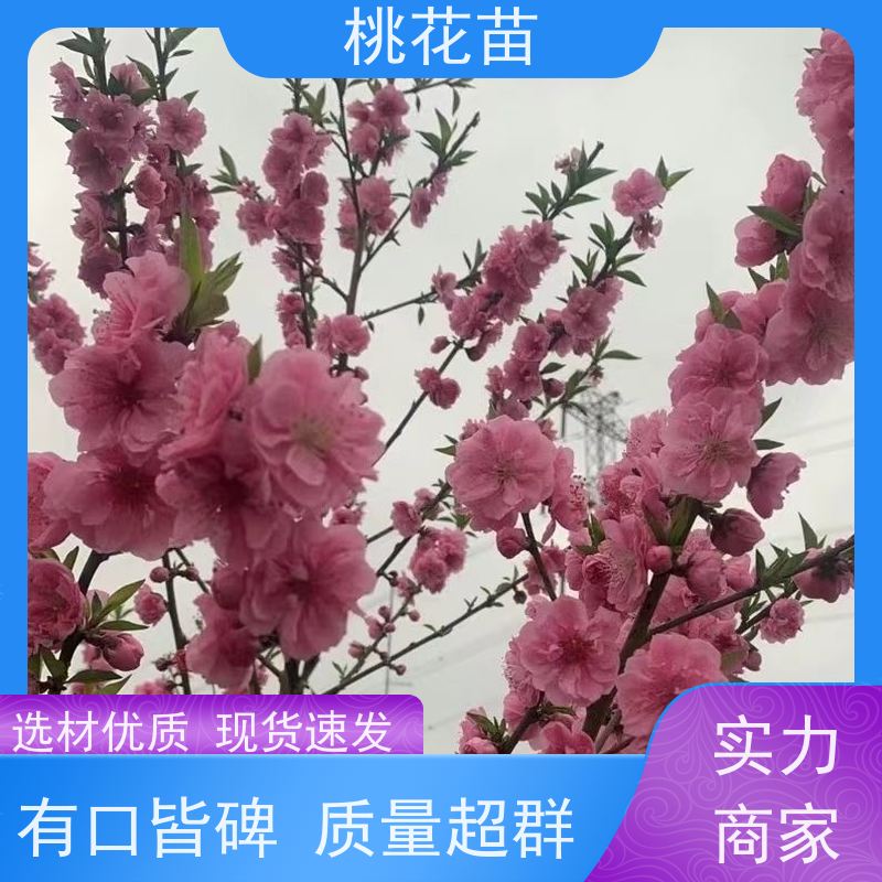 春丰苗木 全国发货 根系发达 景观桃花树苗 8公分