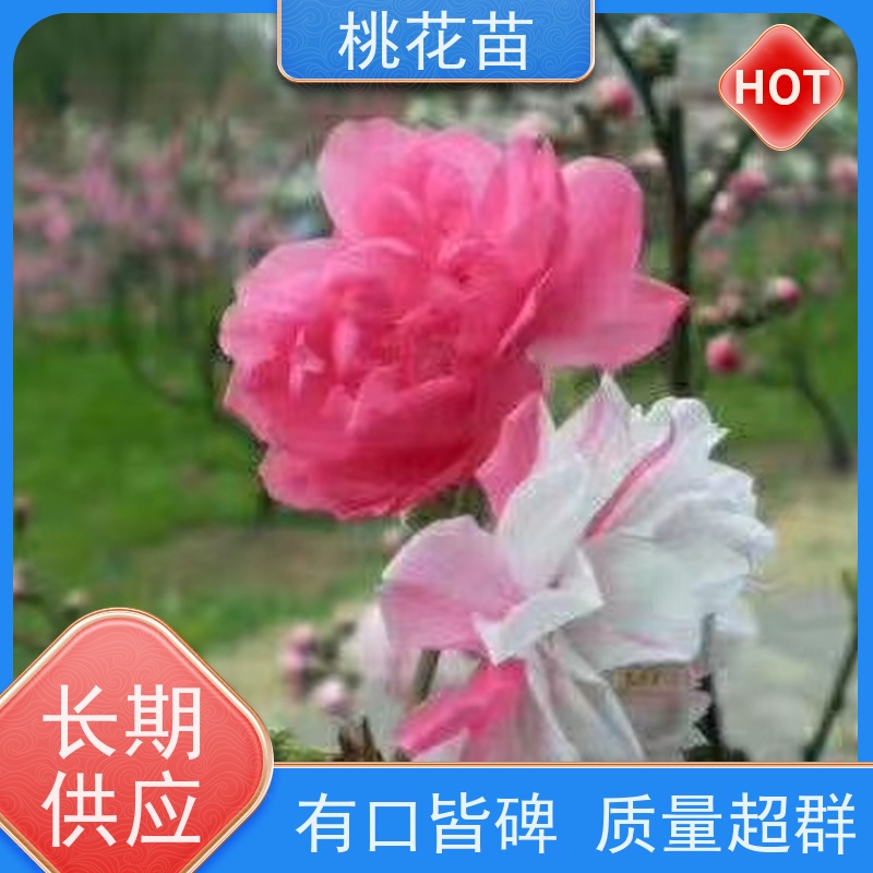 春丰苗木 树形优美 成活率高 根系发达 花桃树 8公分