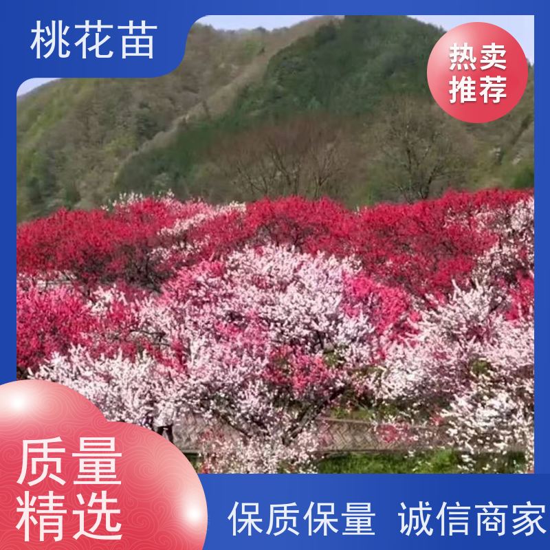 春丰苗木 基地供应 规格齐全 景观桃树苗 观赏桃苗子批发价格