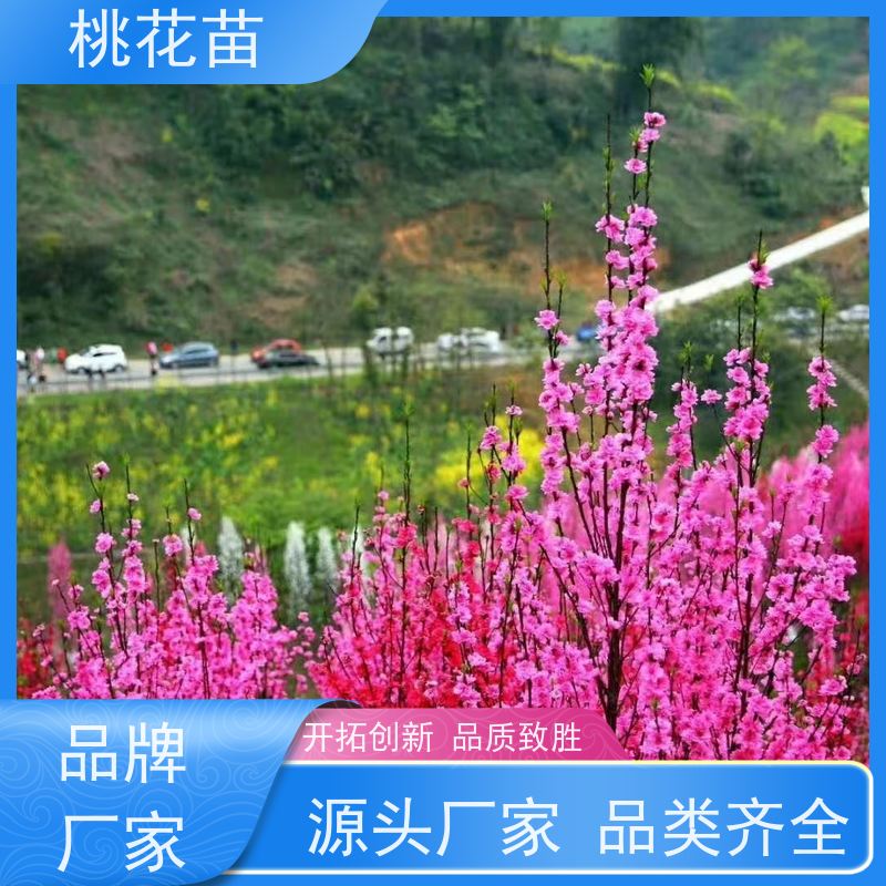 春丰苗木 8公分 全国发货 规格齐全 观赏桃花树苗