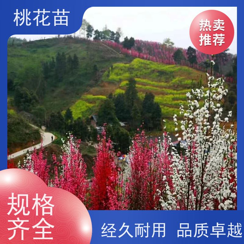 春丰苗木 嫁接新品种 盆栽地栽 观赏桃苗 桃花树苗价格2元