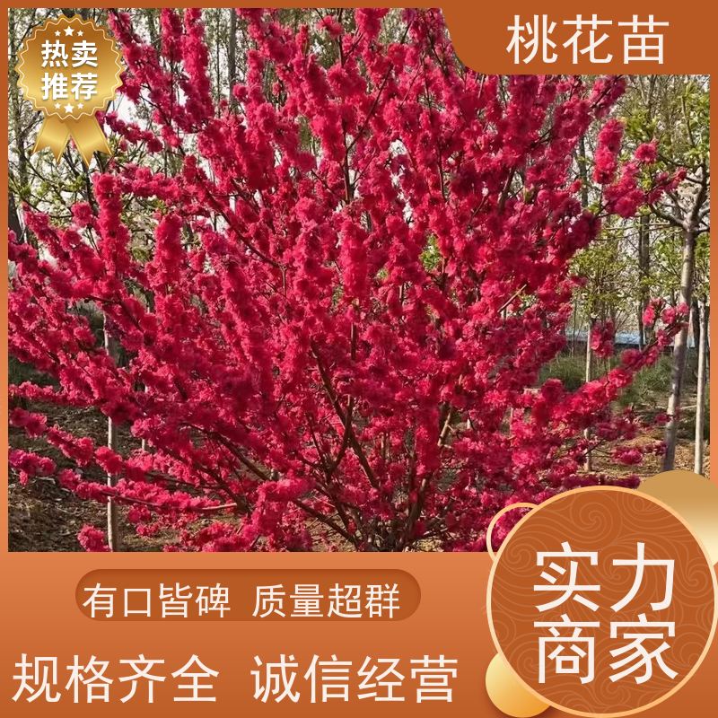 春丰苗木 5公分 树形优美 规格齐全 观赏桃花树苗