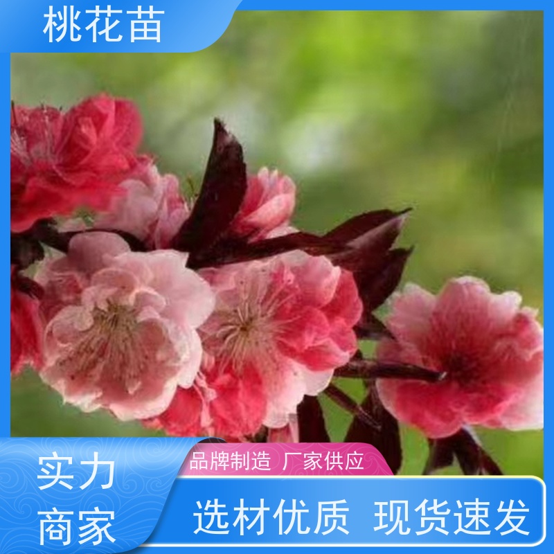 春丰苗木 8公分 提供种植技术经验 观赏性桃花苗 全国发货