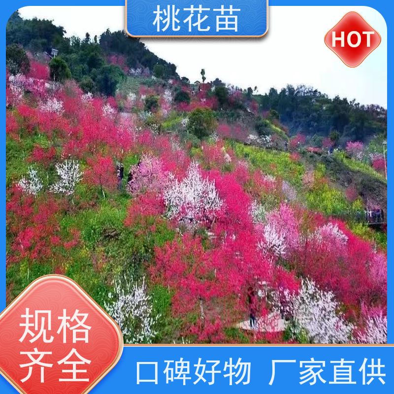春丰苗木 树形优美 成活率高 植株健壮 景观桃花树 8公分