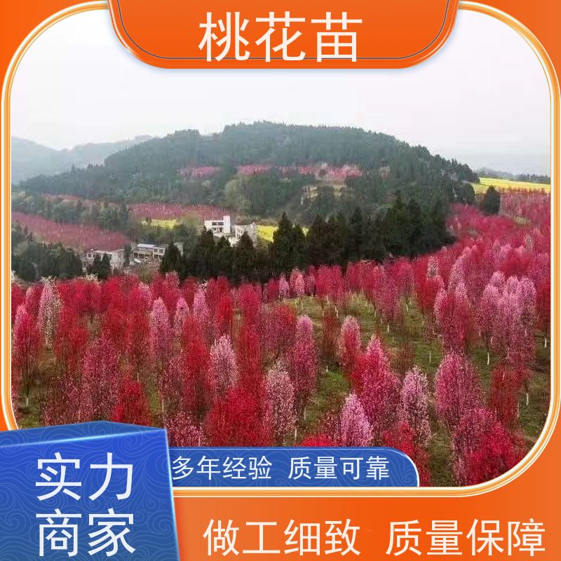 春丰苗木 提供种植技术经验 盆景桃花 品种优良 7公分