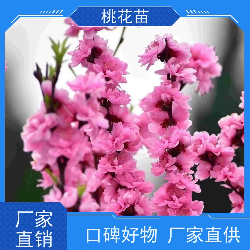 春丰苗木 提供种植技术经验 8公分 欣赏桃花树 全国发货