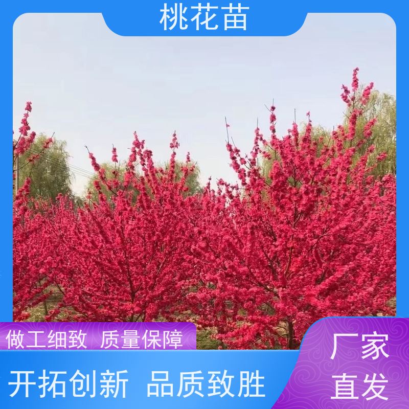 春丰苗木 2公分 观赏桃花树苗 基地批发 品种优良