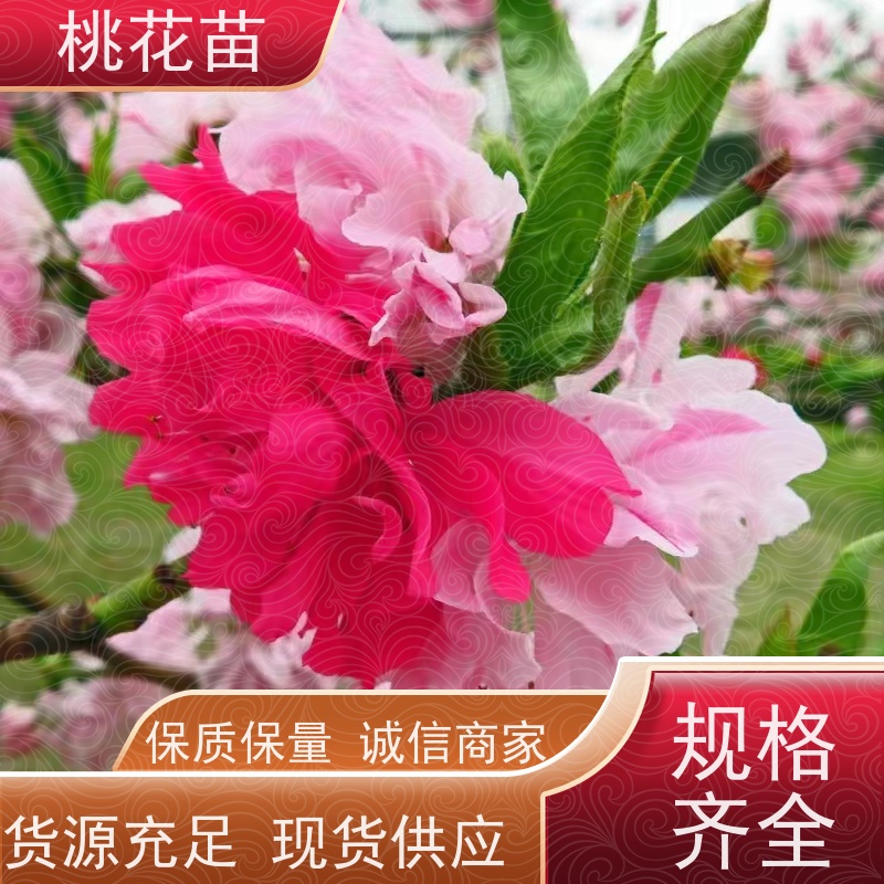 春丰苗木 2公分 寿星桃树苗 提供种植技术经验 树形优美 成活率高