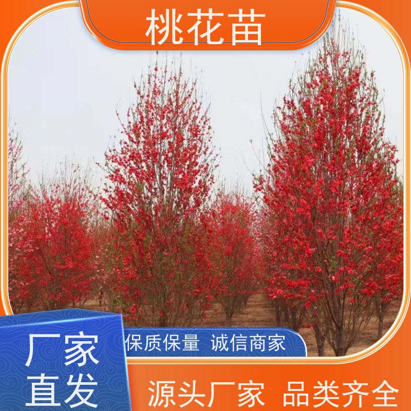 春丰苗木 盆栽地栽 现挖现发 景观桃树苗 观赏桃花苗批发价格2元