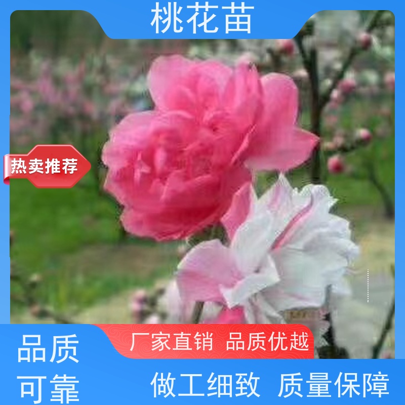 春丰苗木 8公分 欣赏桃花树 提供种植技术经验 树形优美