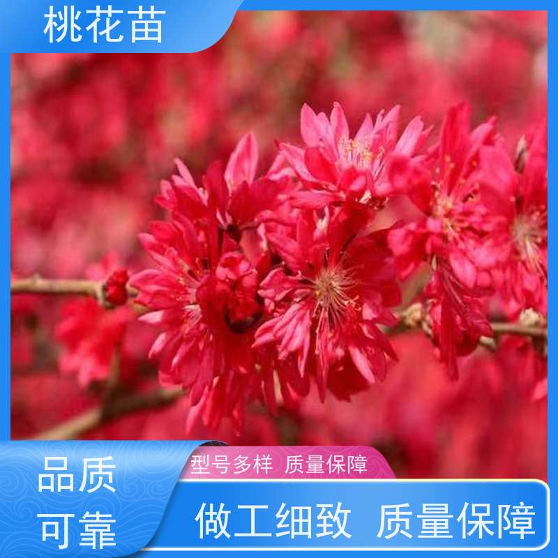春丰苗木 嫁接新品种 基地供应 欣赏桃花树苗 5公分