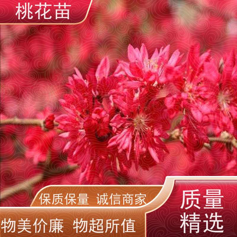 春丰苗木 提供种植技术经验 基地供应 观赏桃树苗子 2公分