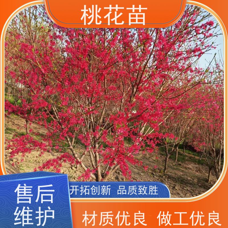 春丰苗木 7公分 适应能力强 根系发达 观赏性桃花苗