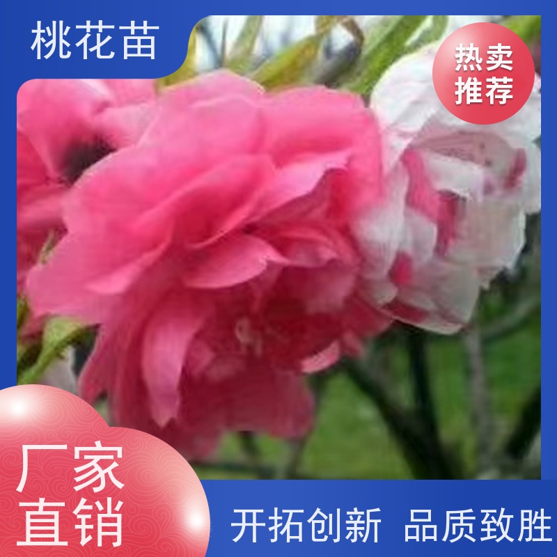 春丰苗木 品种优良 基地自销 观赏桃树苗子 5公分