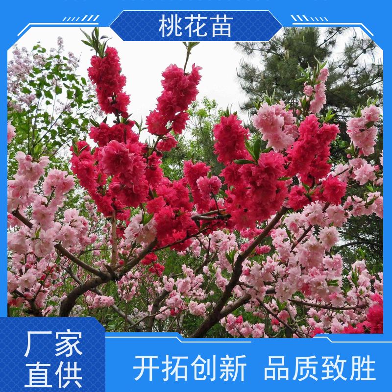 春丰苗木 寿星桃树苗 桃花苗苗圃基地 提供种植技术经验 5公分
