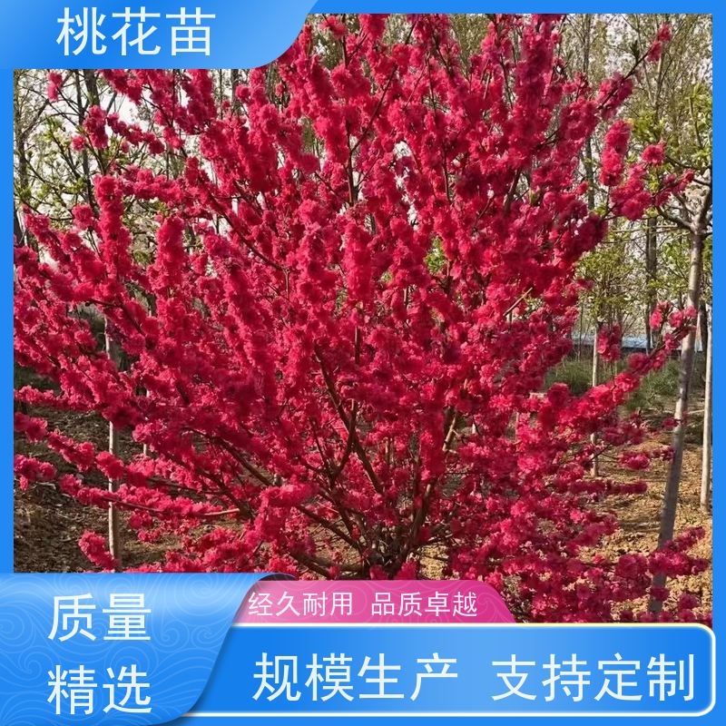 春丰苗木 盆景桃花 适应能力强 提供种植技术经验 2公分