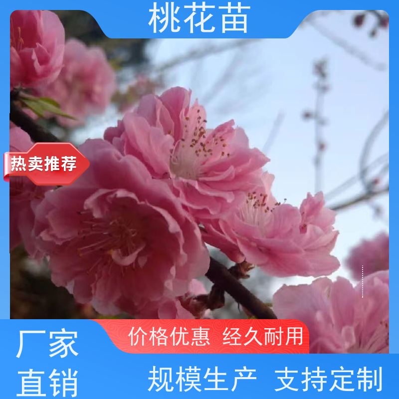 春丰苗木 2公分 品种优良 基地自销 观赏性桃花苗