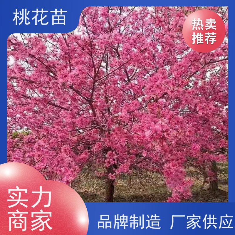春丰苗木 观赏桃花苗 根系发达 品种优良 桃子苗批发价格