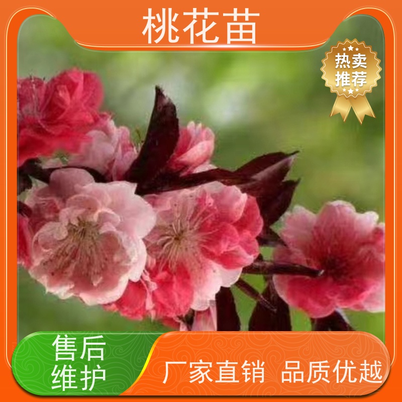 春丰苗木 观赏桃苗 提供种植技术经验 基地供应 7公分
