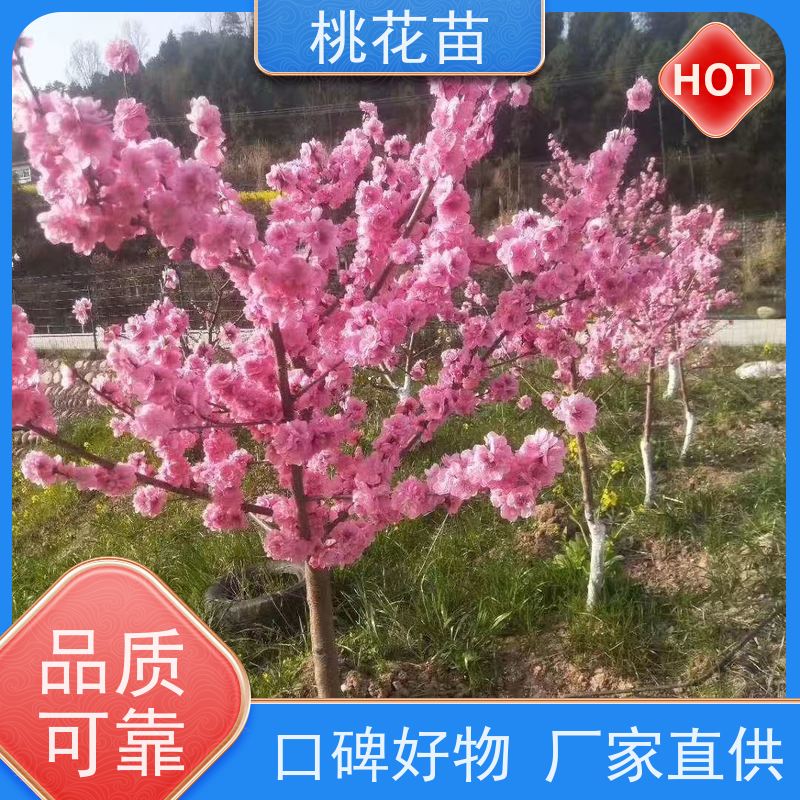 春丰苗木 8公分 景观桃花树苗 嫁接新品种 树形优美 成活率高