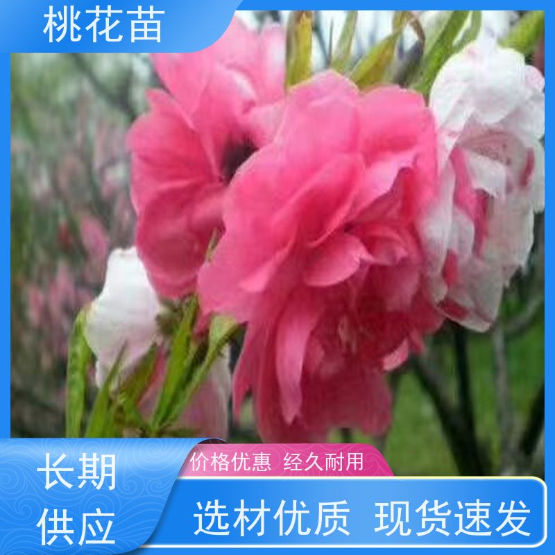 春丰苗木 景观桃树苗子 基地自销 观赏桃花苗批发价格2元