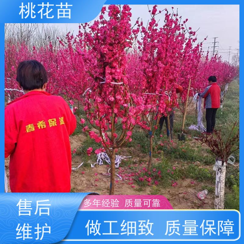春丰苗木 适应能力强 现挖现发 观赏桃树苗子 8公分