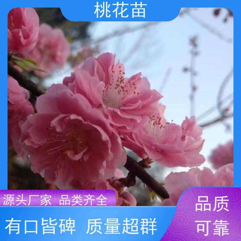 春丰苗木 2公分 树形优美 提供种植技术经验 欣赏桃花苗