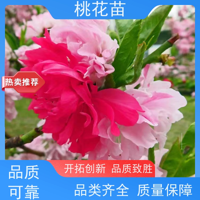 春丰苗木 7公分 现挖现发 花桃树 树形优美 成活率高