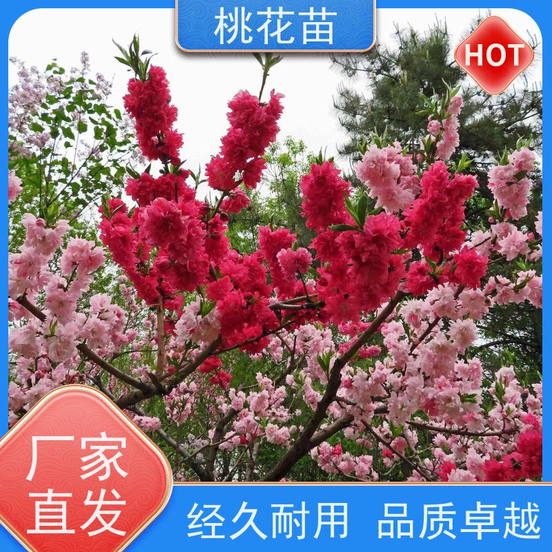 春丰苗木 观赏桃树苗子 基地批发 全国发货 2公分
