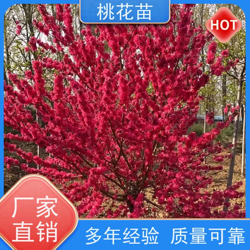 春丰苗木 观赏桃花批发2元 树形优美 基地自销 花桃苗