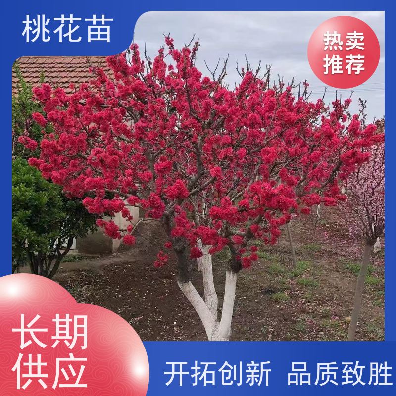 春丰苗木 观赏桃苗子 品种多样 桃花苗实惠 7公分