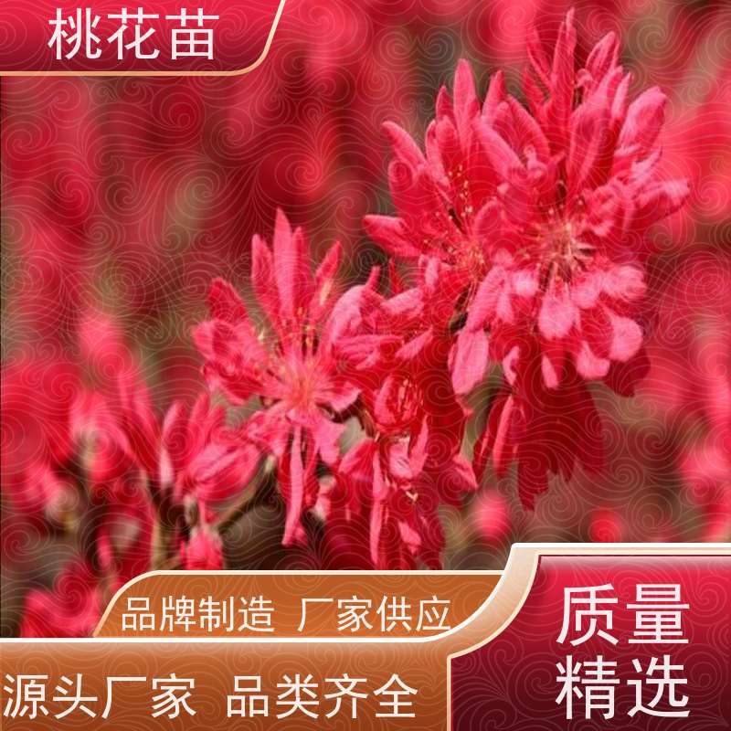 春丰苗木 5公分 基地供应 规格齐全 观赏桃花苗子