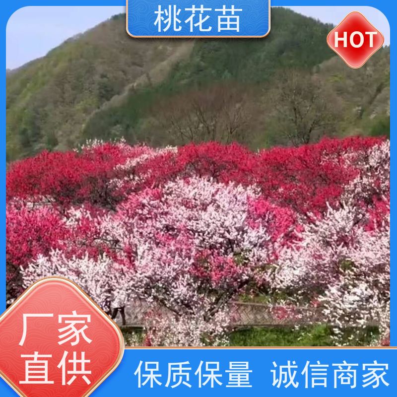 春丰苗木 基地供应 现挖现发 景观桃树苗 观赏桃花苗子批发价格