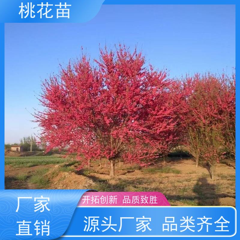 春丰苗木 规格齐全 盆栽地栽 7公分 欣赏桃花树苗