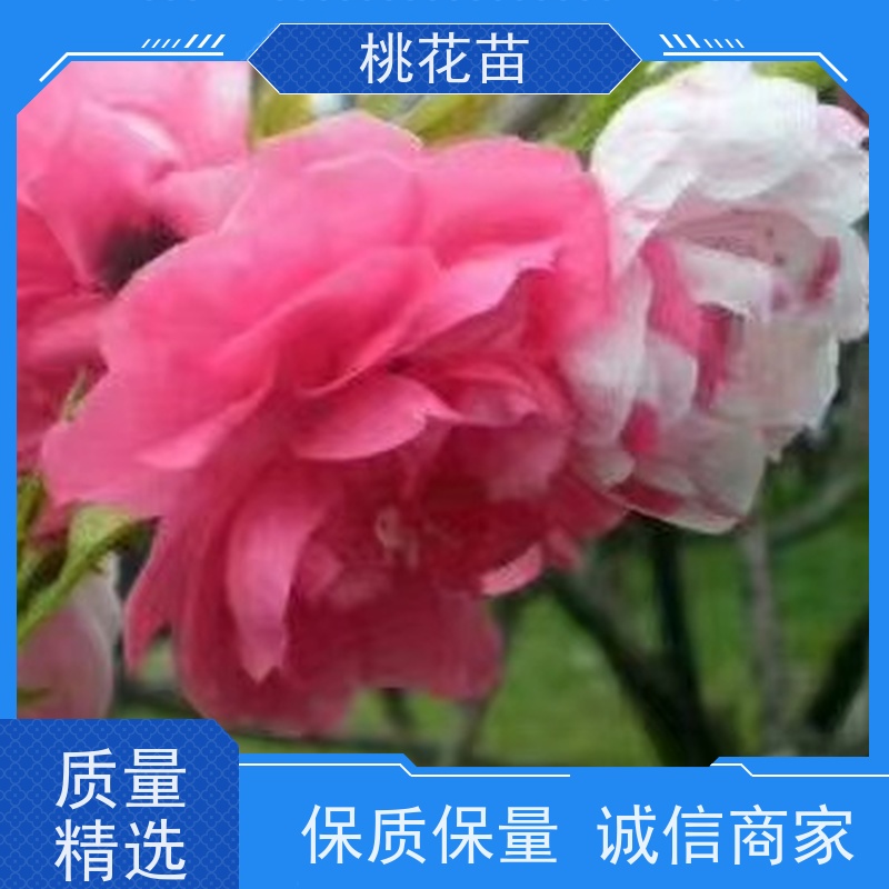 春丰苗木 品种优良 基地直供 观赏桃花苗子 2公分