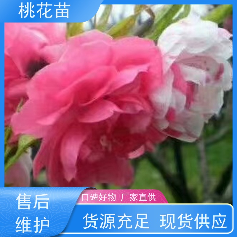 春丰苗木 规格齐全 品种优良 2公分 欣赏桃花树苗