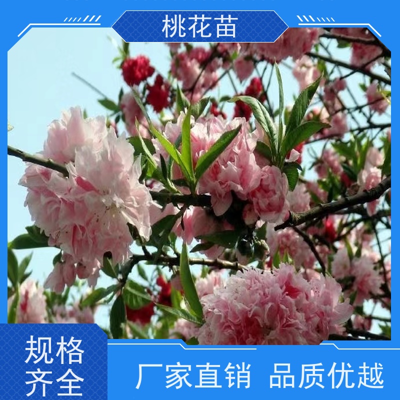 春丰苗木 树形优美 规格齐全 欣赏桃花树苗 8公分