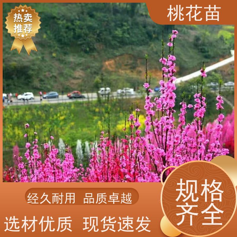 春丰苗木 现挖现发 8公分 欣赏桃花苗 树形优美 成活率高