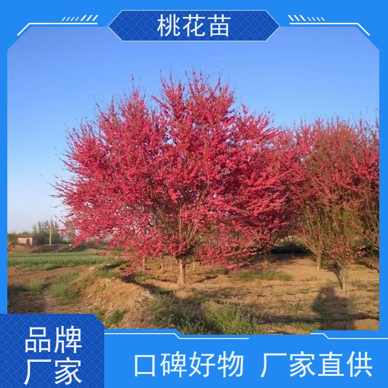 春丰苗木 提供种植技术经验 全国发货 7公分 花桃树
