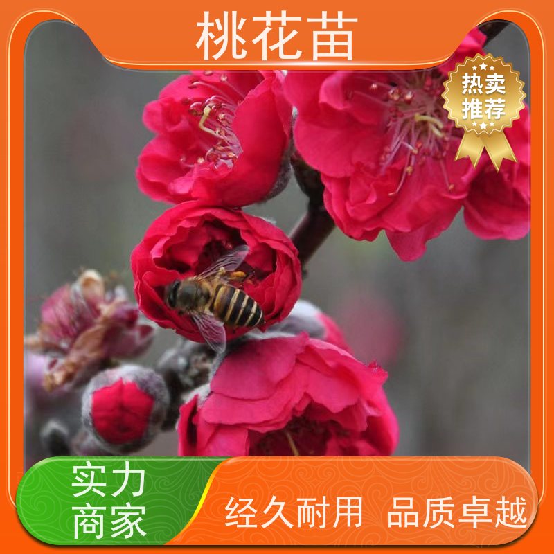 春丰苗木 花桃苗 规格齐全 观赏桃花树批发价格